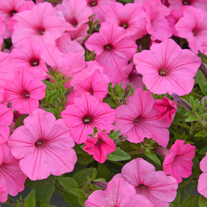 Petunia Supertunia 'Vista Bubblegum'