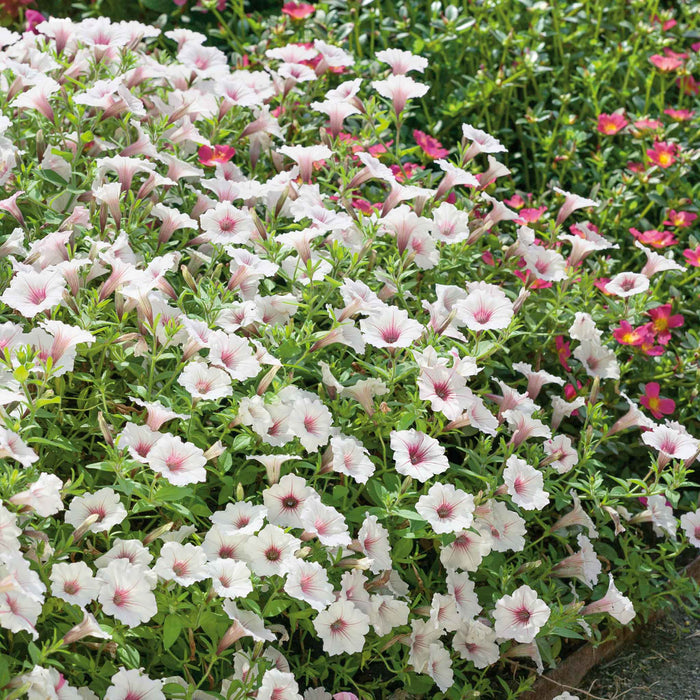 Petunia 'Vista Silverberry'
