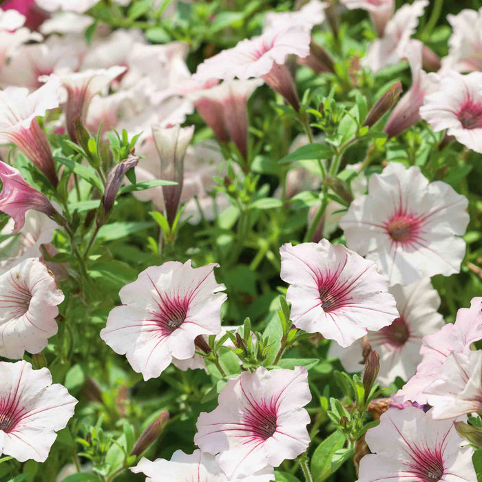 Petunia 'Vista Silverberry'