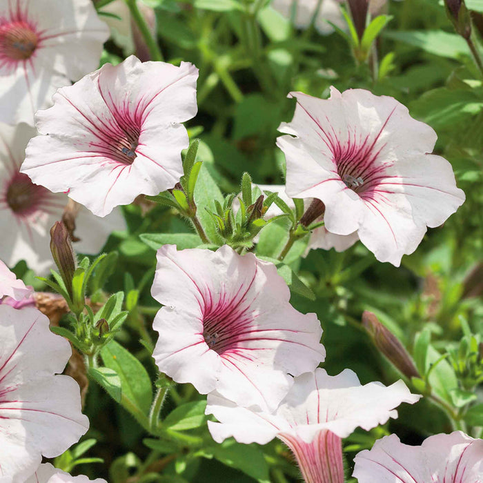 Petunia 'Vista Silverberry'