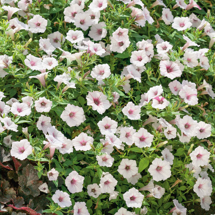 Petunia 'Vista Silverberry'