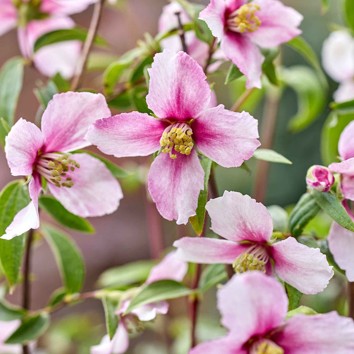 Philadelphus 'Petite Perfume Pink'