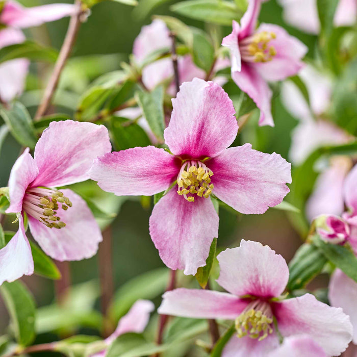 Philadelphus 'Petite Perfume Pink'