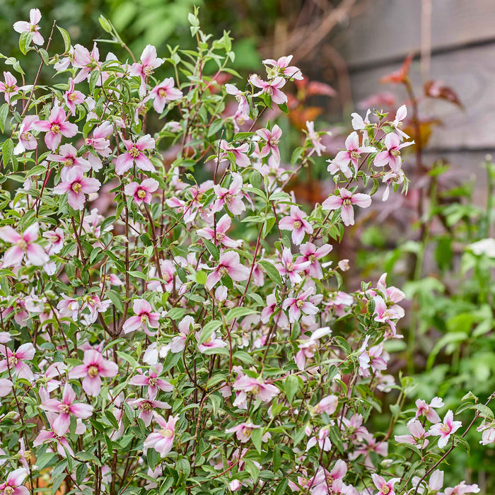 Philadelphus 'Petite Perfume Pink'