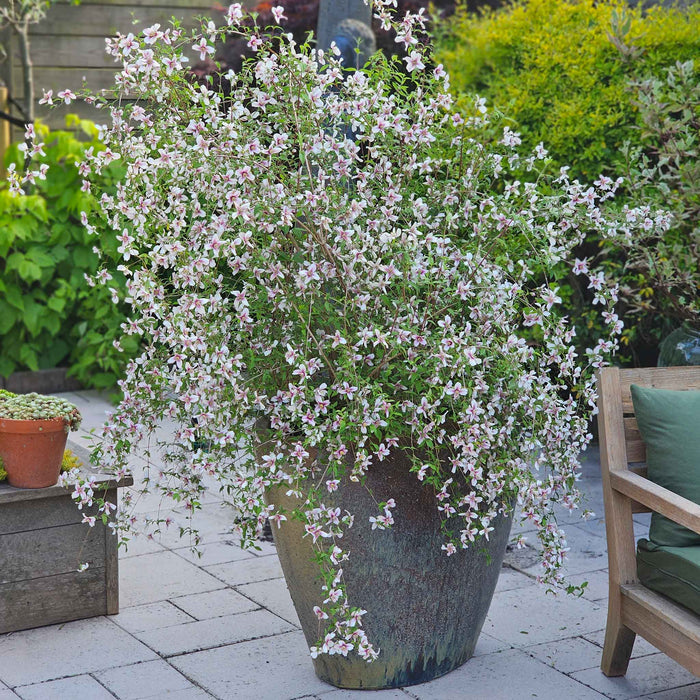 Philadelphus 'Petite Perfume Pink'
