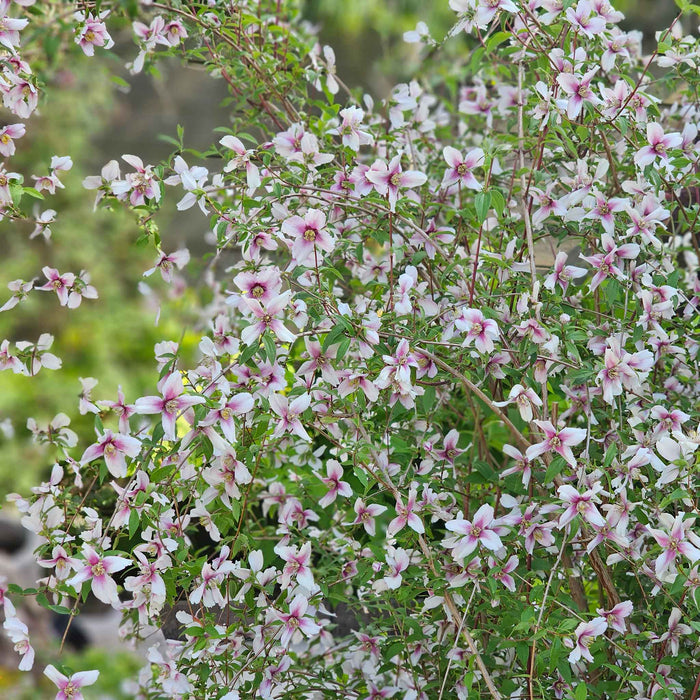 Philadelphus 'Petite Perfume Pink'