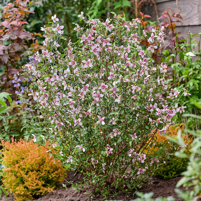Philadelphus 'Petite Perfume Pink'