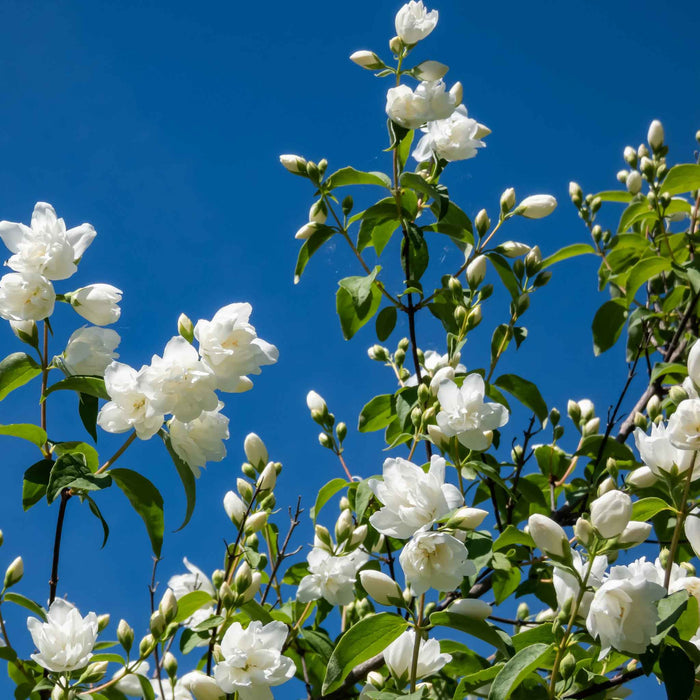 Philadelphus 'Virginal'