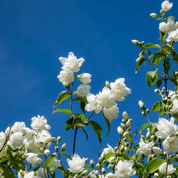 Philadelphus 'Virginal'