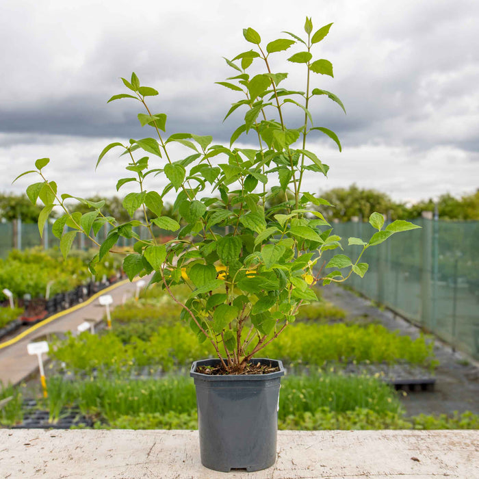 Philadelphus 'Virginal'