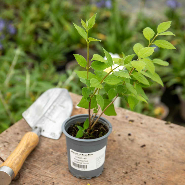 Philadelphus 'Virginal'