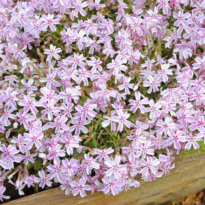 Phlox 'Candy Stripe'