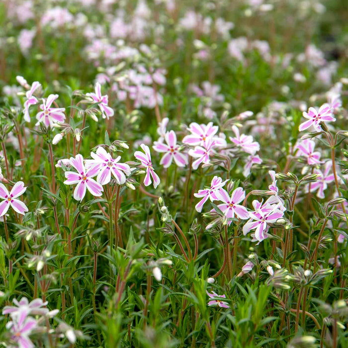 Phlox 'Candy Stripe'