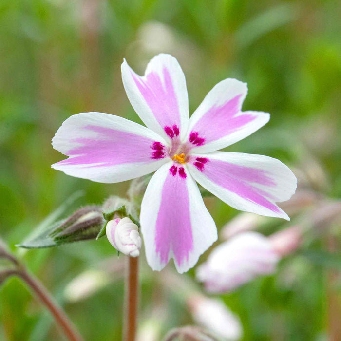 Phlox 'Candy Stripe'