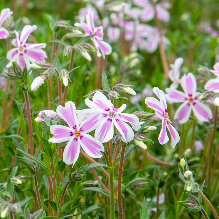 Phlox 'Candy Stripe'