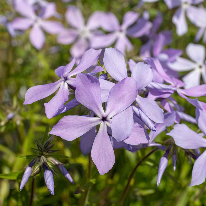 Phlox 'Clouds of Perfume'
