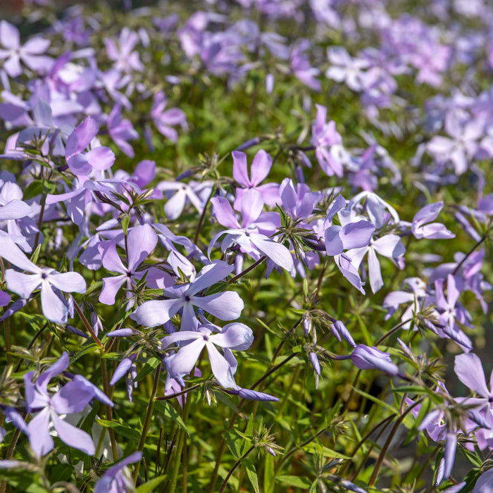 Phlox 'Clouds of Perfume'