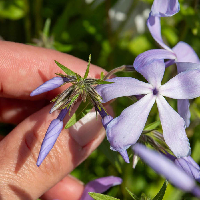 Phlox 'Clouds of Perfume'