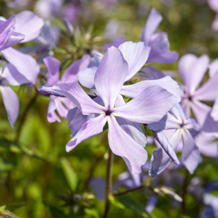 Phlox 'Clouds of Perfume'