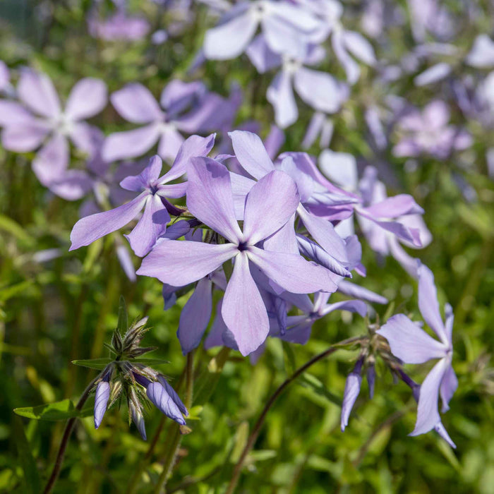 Phlox 'Clouds of Perfume'