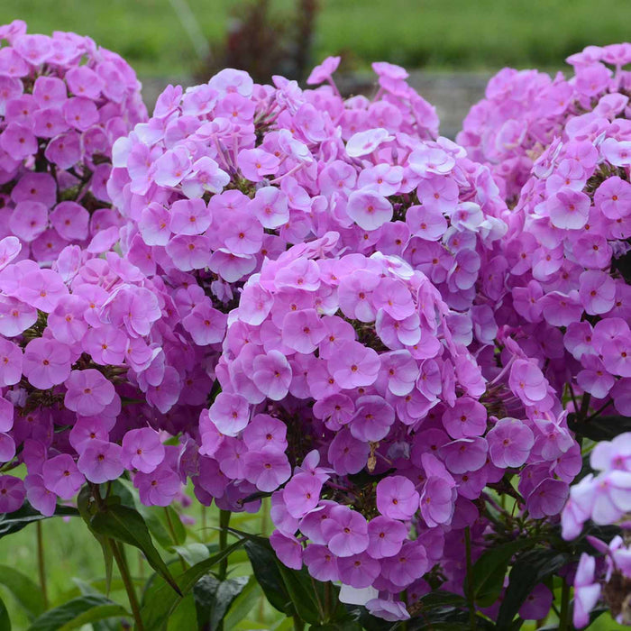Phlox 'Fashionably Early Flamingo'