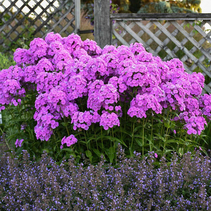 Phlox 'Fashionably Early Flamingo'