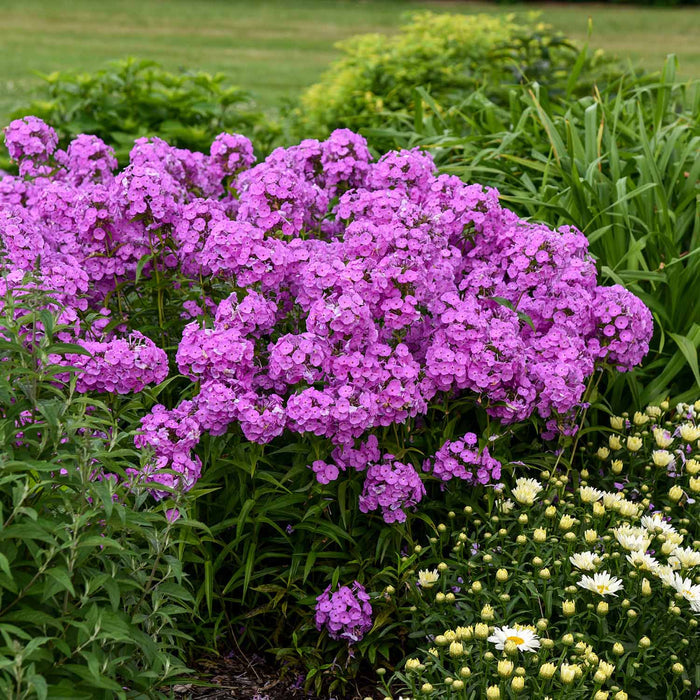Phlox 'Fashionably Early Flamingo'