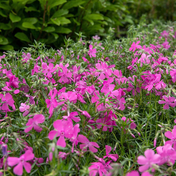 Phlox 'McDaniels Cushion'