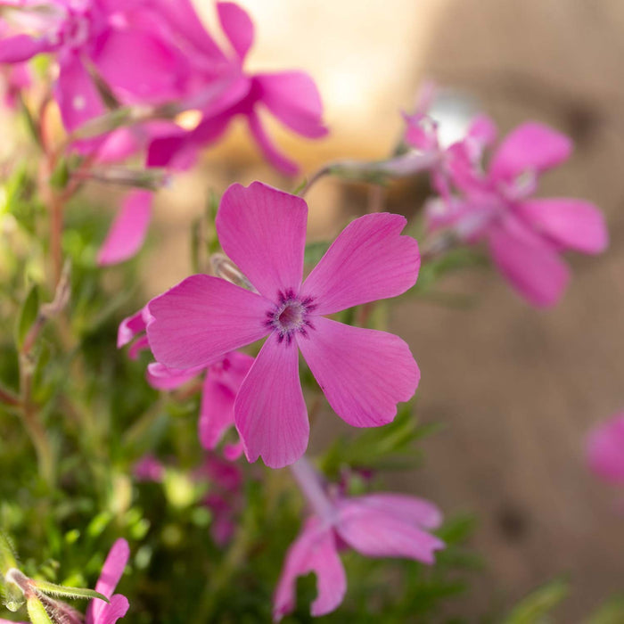 Phlox 'McDaniels Cushion'
