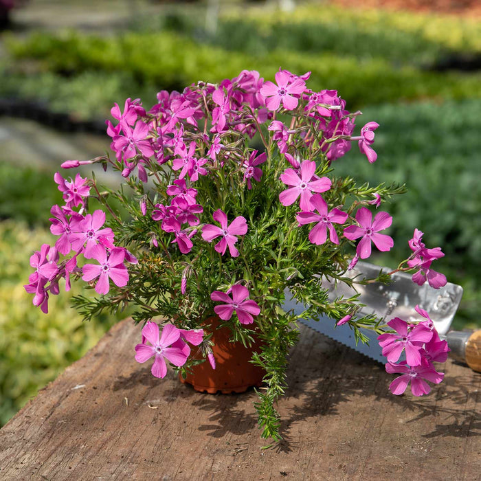 Phlox 'McDaniels Cushion'