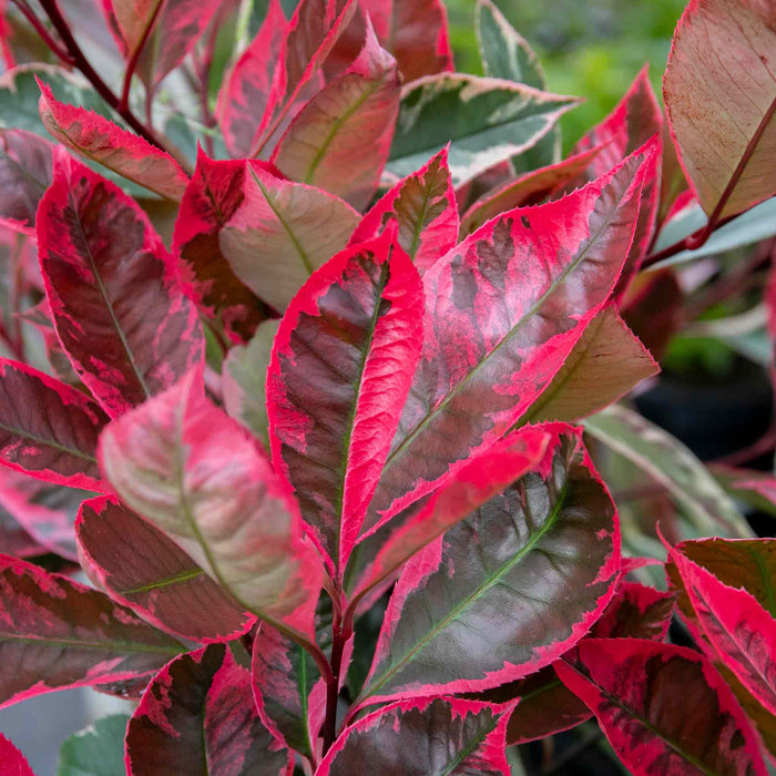 Photinia x fraseri 'Louise' - 7.5Ltr Plant