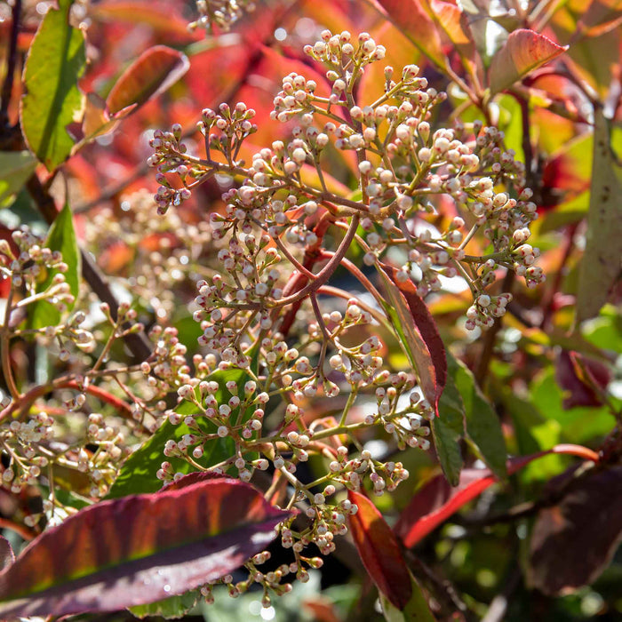 Photinia x fraseri 'Louise'