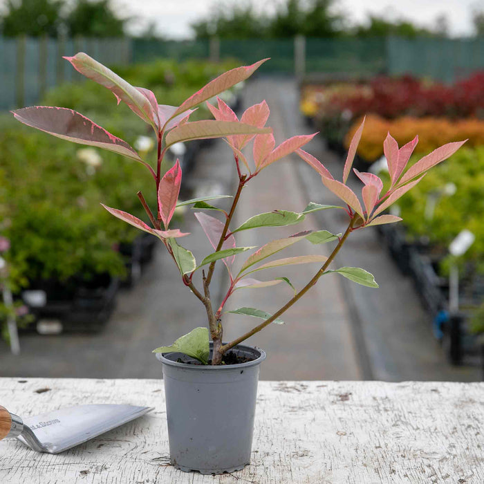 Photinia x fraseri 'Louise'