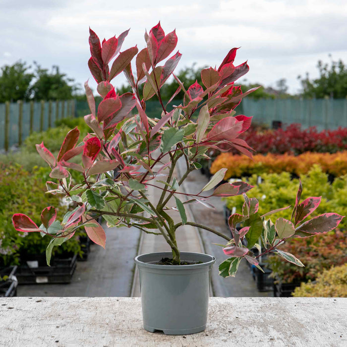 Photinia x fraseri 'Louise' - 3Ltr Plant