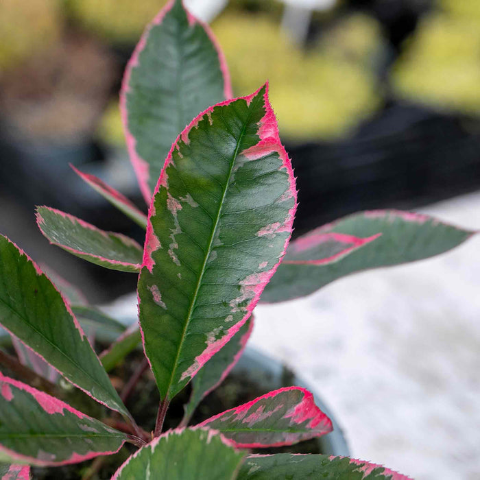 Photinia x fraseri 'Louise'