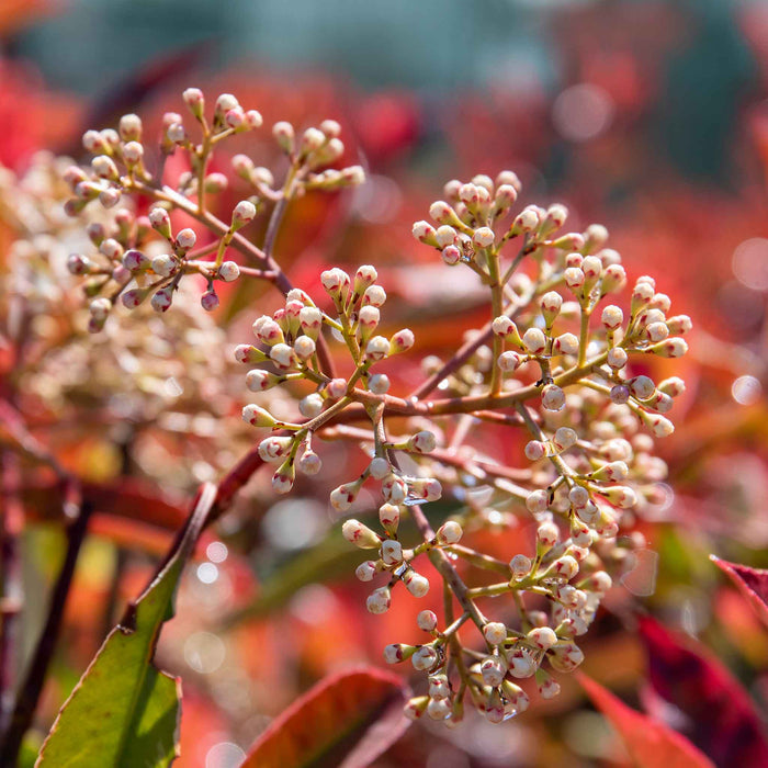 Photinia x fraseri 'Louise'