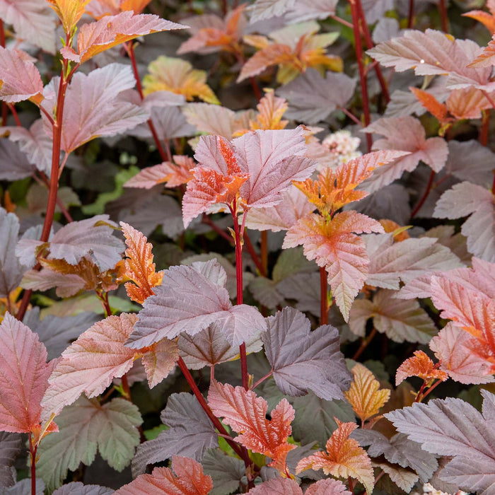 Physocarpus 'Lady in Red'