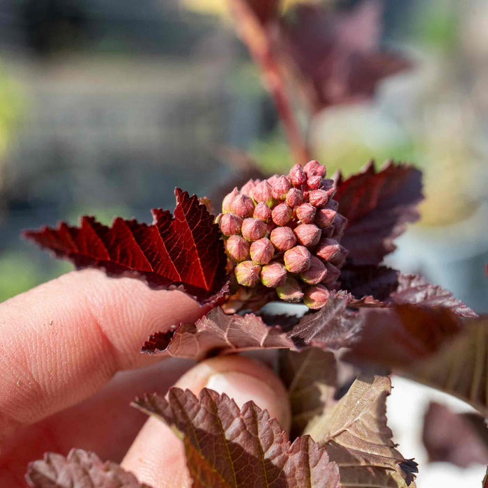 Physocarpus 'Lady in Red'