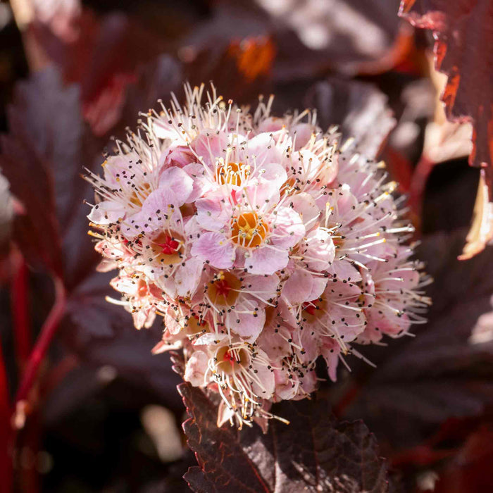 Physocarpus 'Lady in Red'
