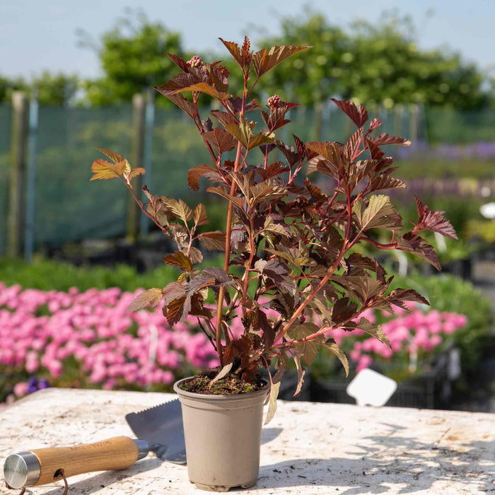 Physocarpus 'Lady in Red'