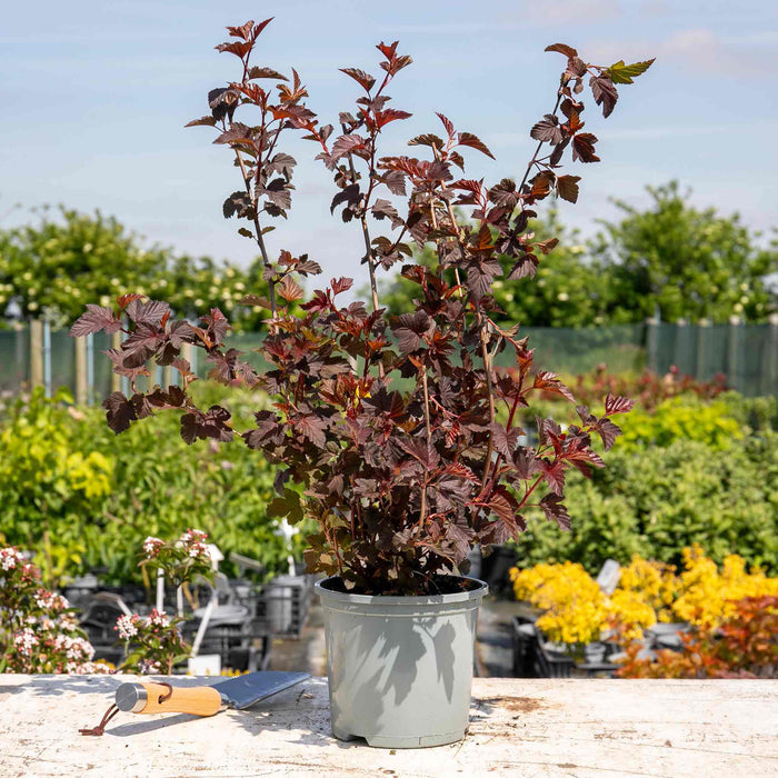 Physocarpus 'Lady in Red'