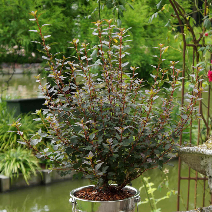 Physocarpus 'Little Joker'