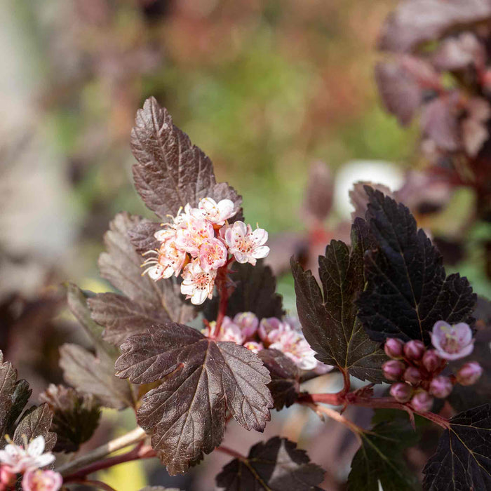 Physocarpus 'Little Joker'