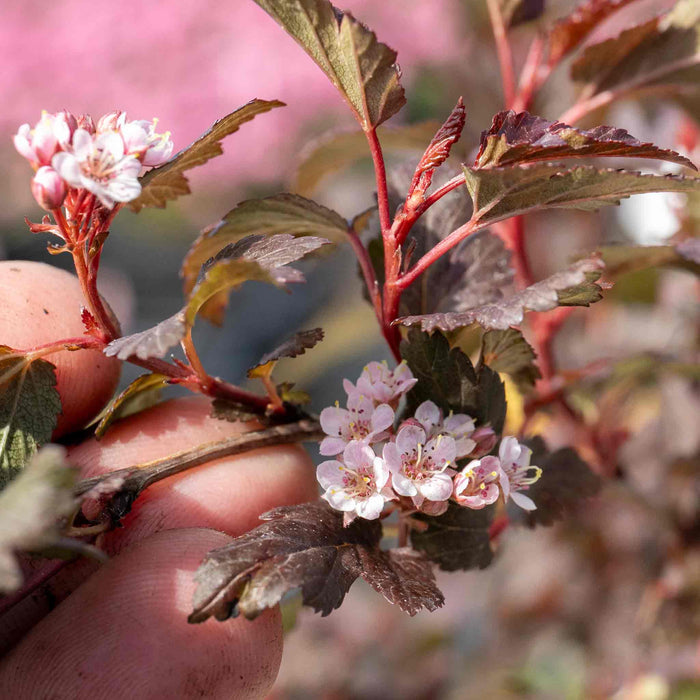 Physocarpus 'Little Joker'