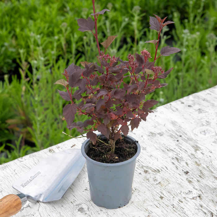 Physocarpus 'Little Joker'