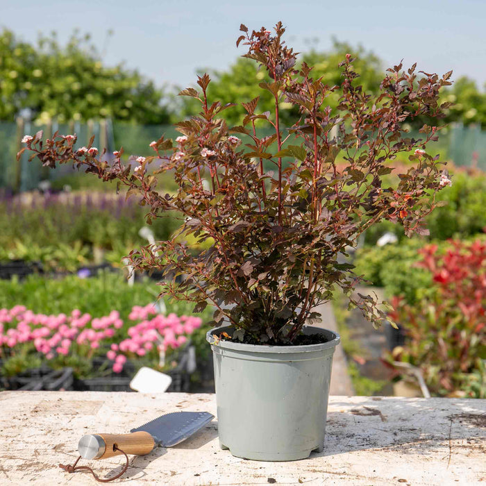 Physocarpus 'Little Joker'