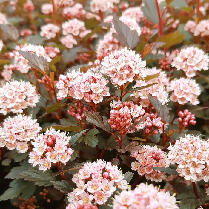 Physocarpus 'Little Joker'