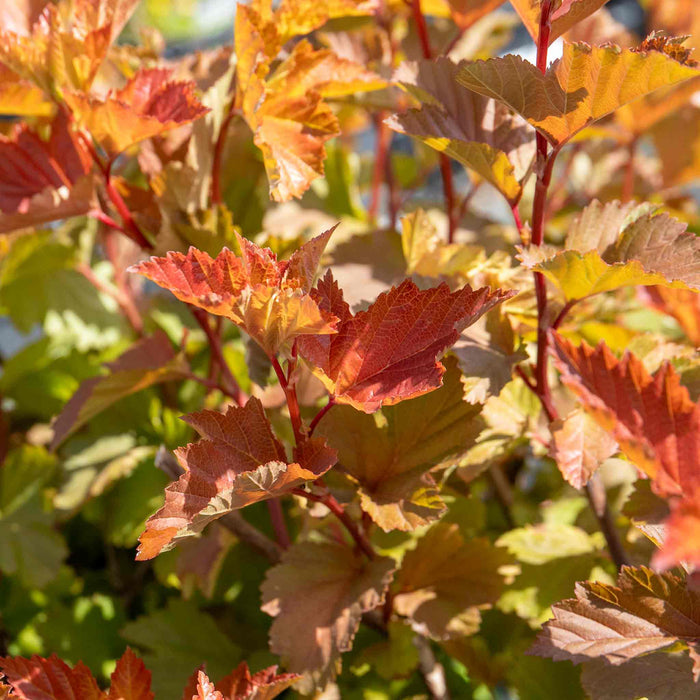 Physocarpus 'Magic Ball'