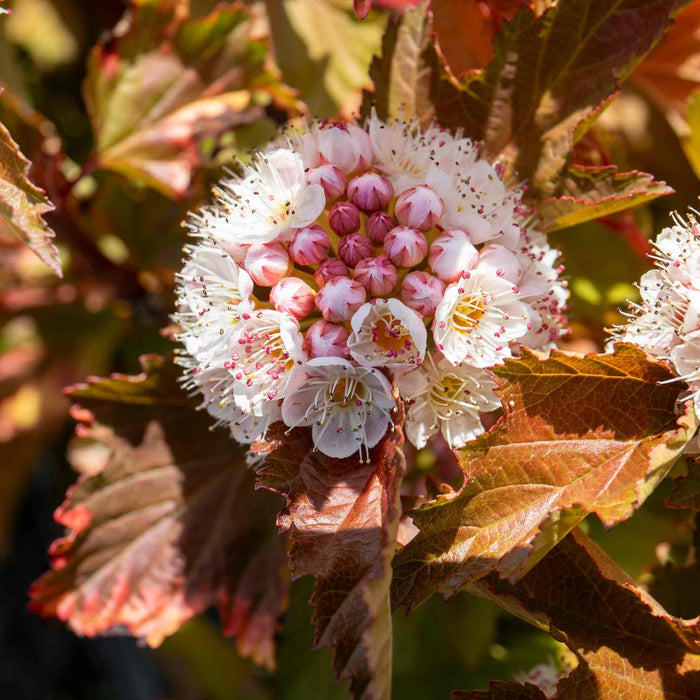 Physocarpus 'Magic Ball'