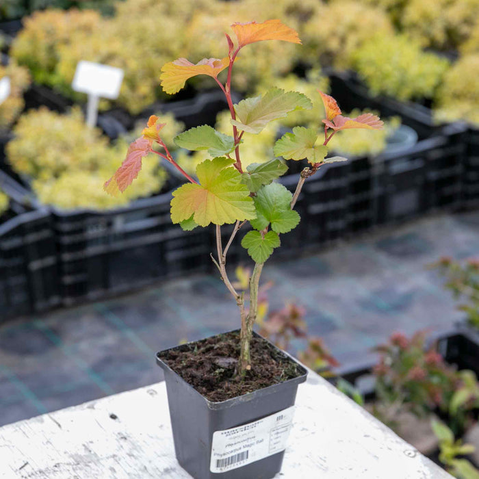 Physocarpus Magic Ball - 9cm Pot